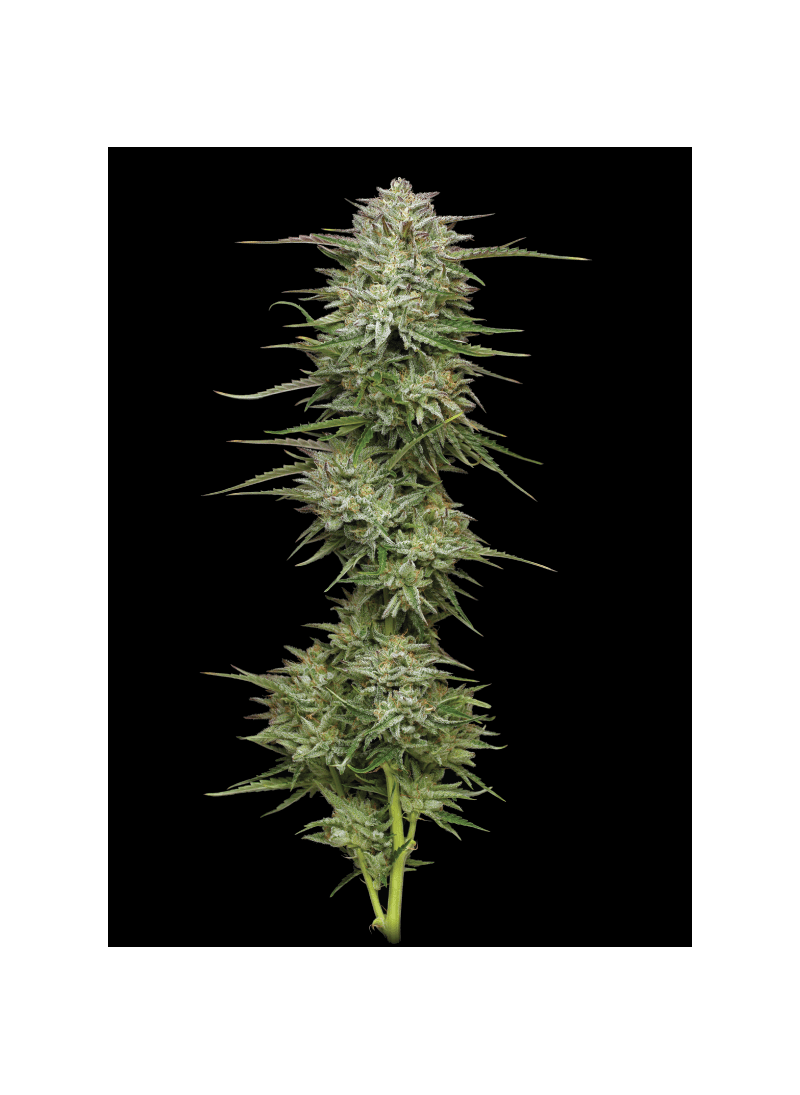 Pound Town Auto, Фасовка: 3